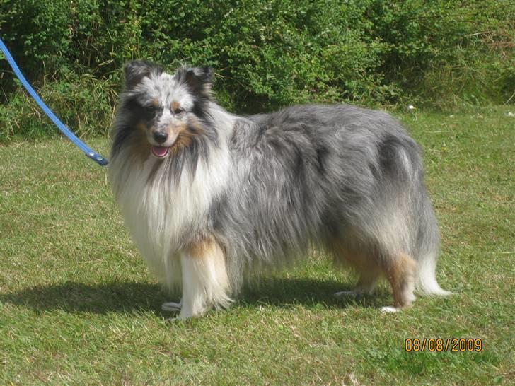 Shetland sheepdog Tony billede 1
