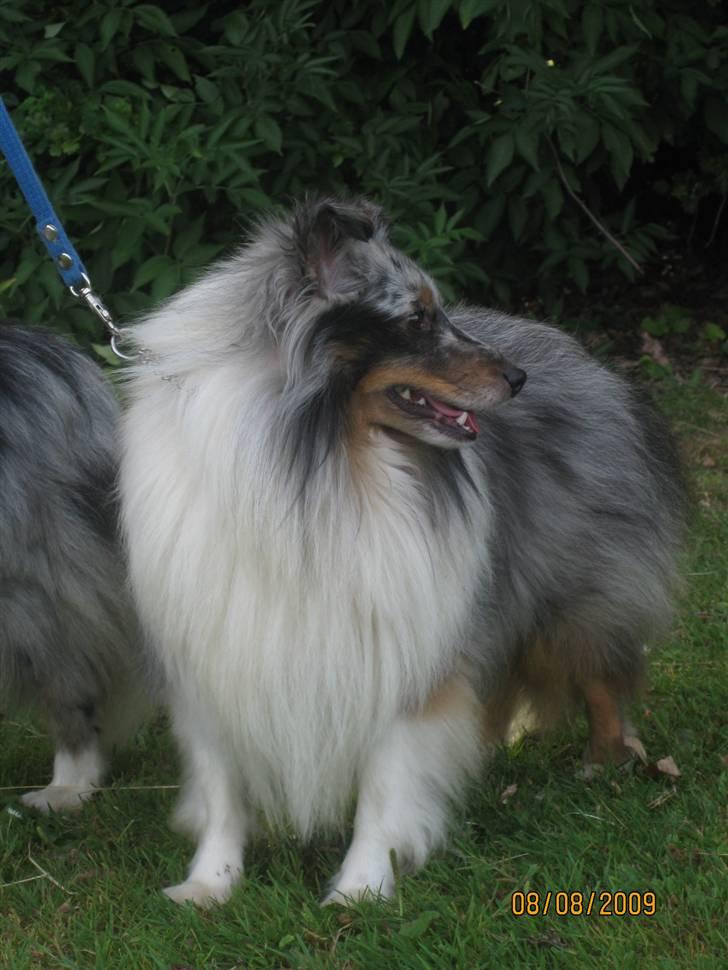 Shetland sheepdog Tony billede 2