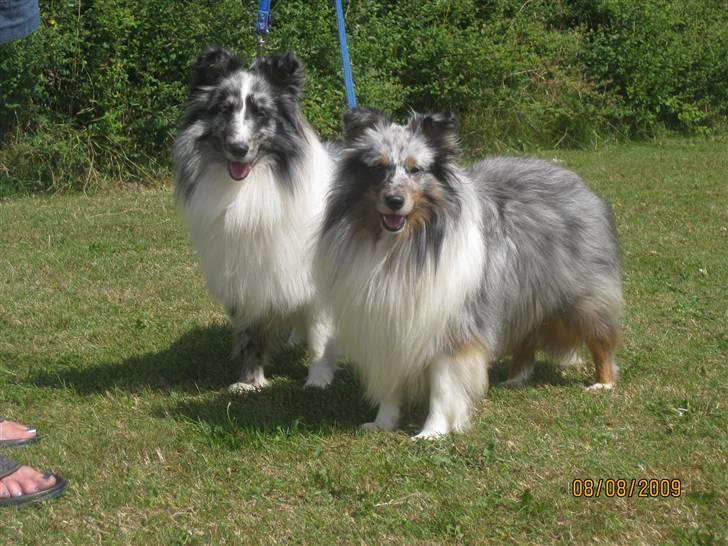 Shetland sheepdog Tony - Tony og vennen Cooper billede 3