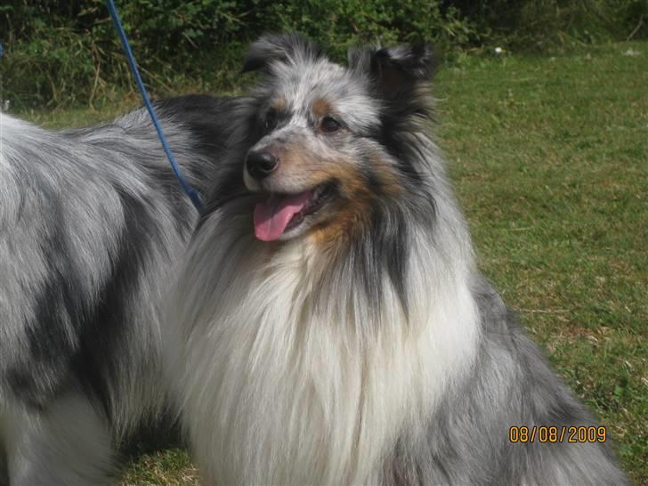 Shetland sheepdog Tony billede 4