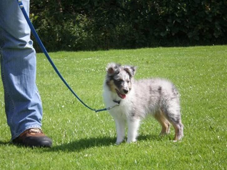 Shetland sheepdog Tony billede 5
