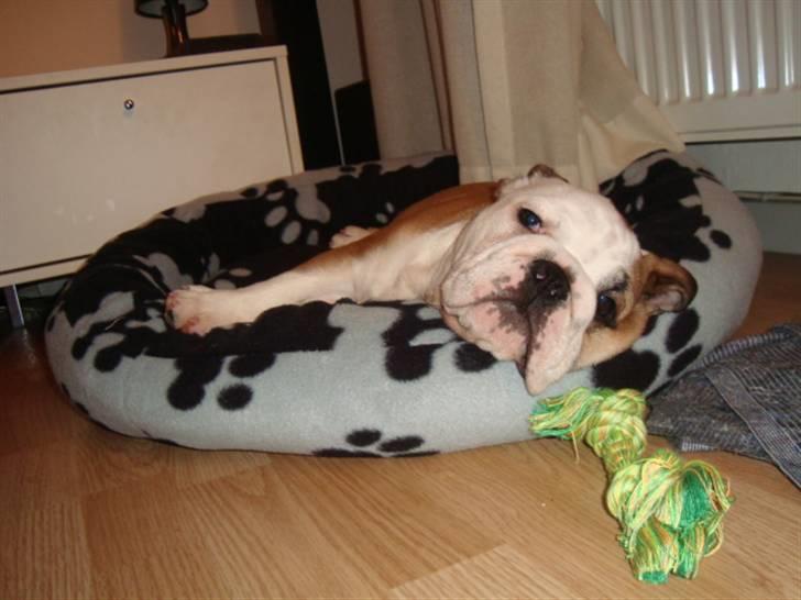 Engelsk bulldog Carla billede 3