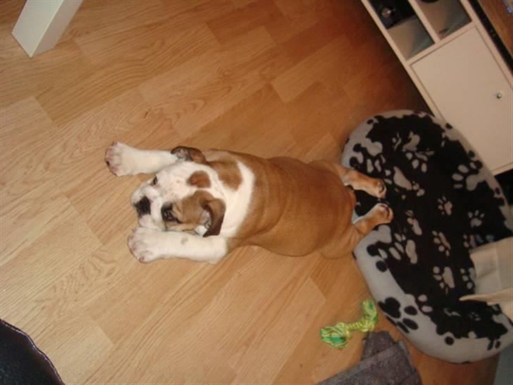 Engelsk bulldog Carla billede 4