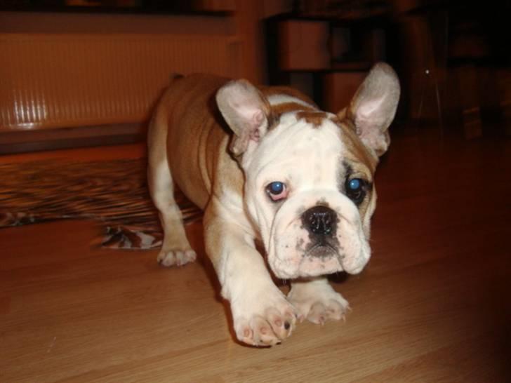 Engelsk bulldog Carla billede 5