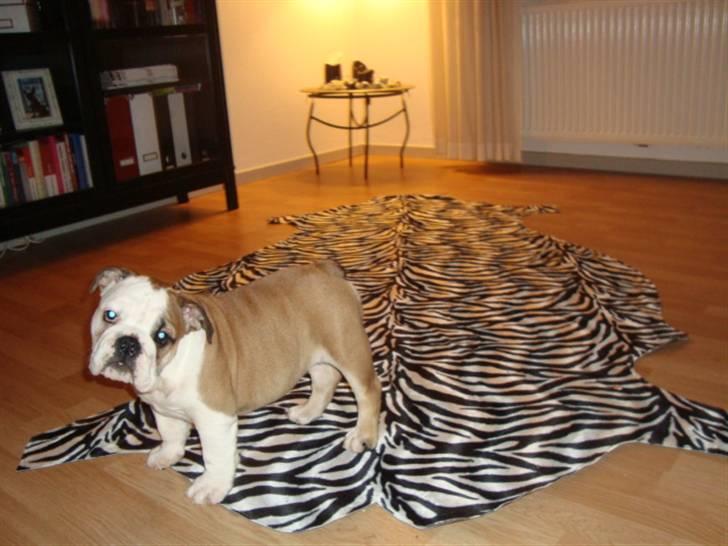 Engelsk bulldog Carla billede 6