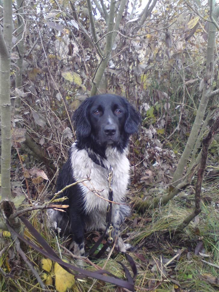 Stabijhoun Victor billede 15