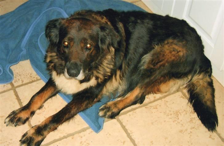 Blanding af racer Ronja,,1998-2009,sov sødt - Ronja, kort tid før hun blev aflivet p.g.a. kræft,,ca. 11 år og 8 mdr. billede 8