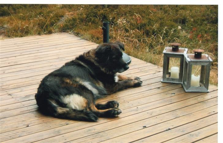 Blanding af racer Ronja,,1998-2009,sov sødt - Ronja, kort tid før hun blev aflivet p.g.a. kræft,,ca. 11 år og 8 mdr. billede 9