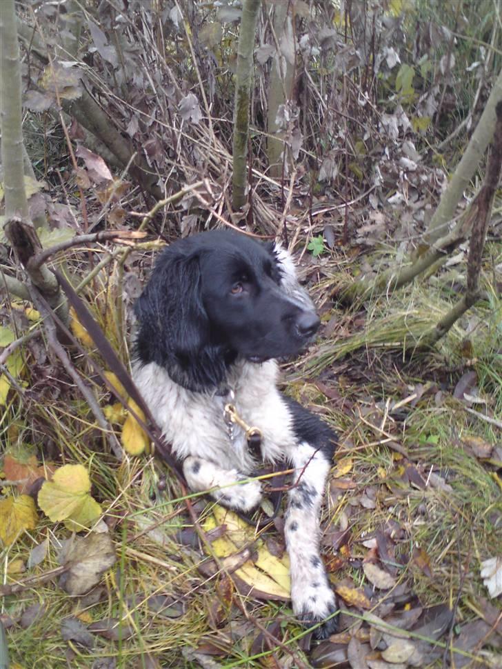 Stabijhoun Victor billede 16