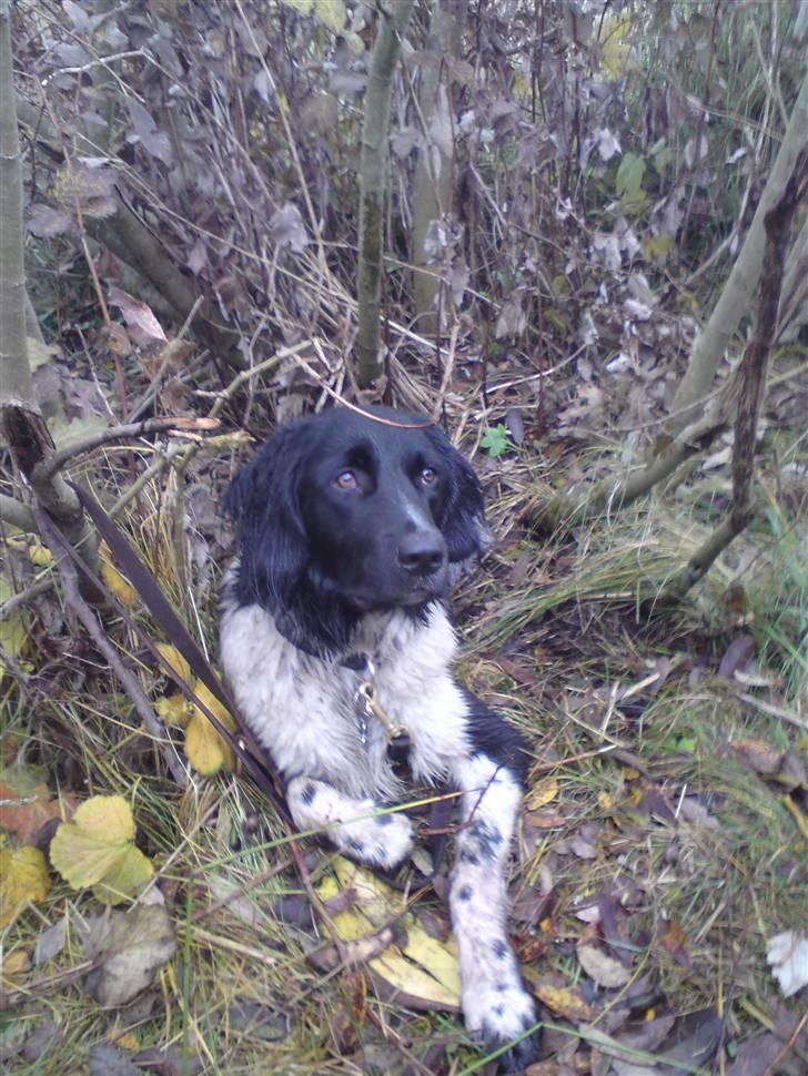 Stabijhoun Victor billede 17