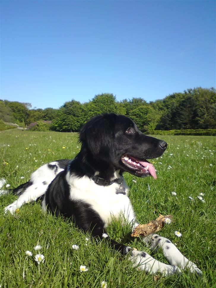 Stabijhoun Victor billede 18