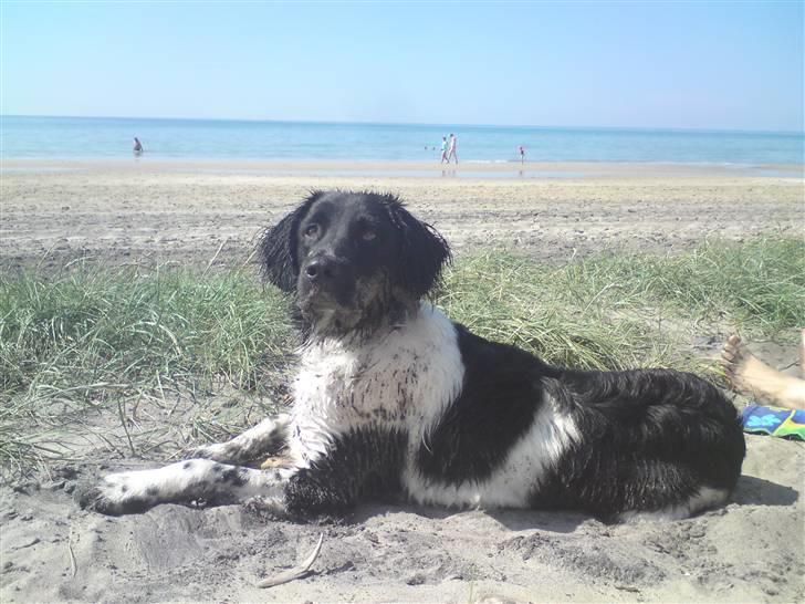 Stabijhoun Victor billede 19