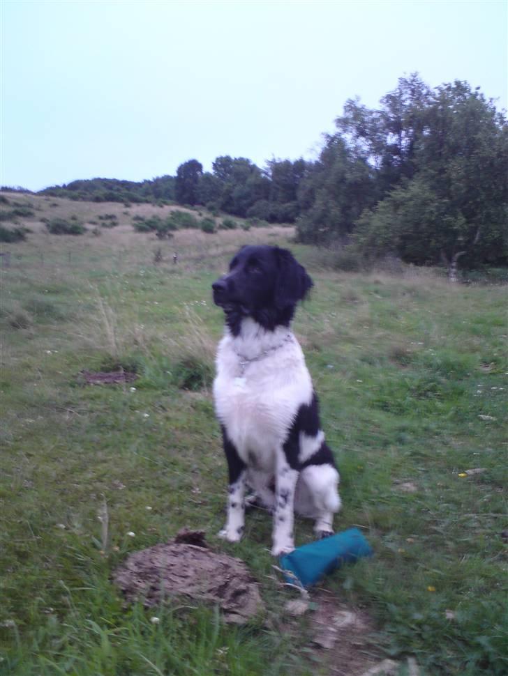 Stabijhoun Victor billede 20