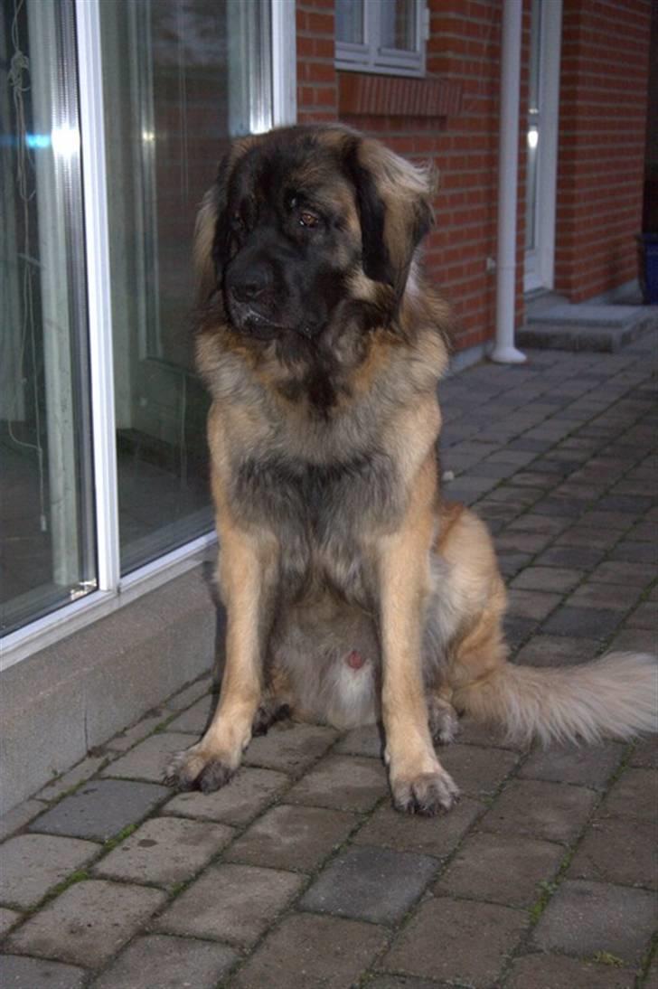 Leonberger Hercules - 06.11.2009 min egen lille fotomodel billede 12