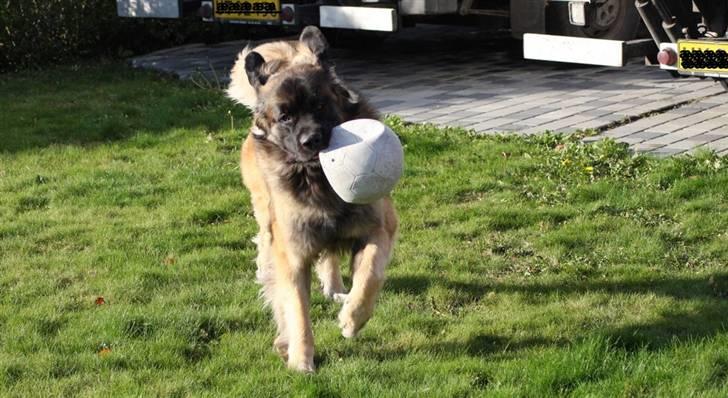 Leonberger Hercules - 07.11.2009 wee så skal der leges! billede 13