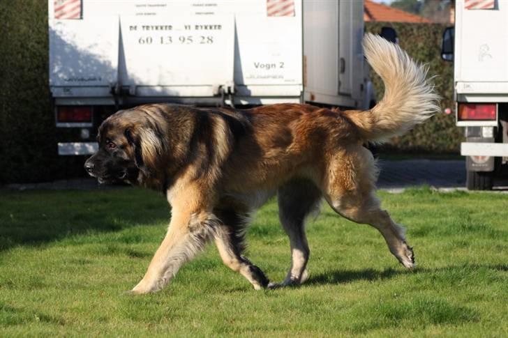 Leonberger Hercules - 07.11.2009  billede 14