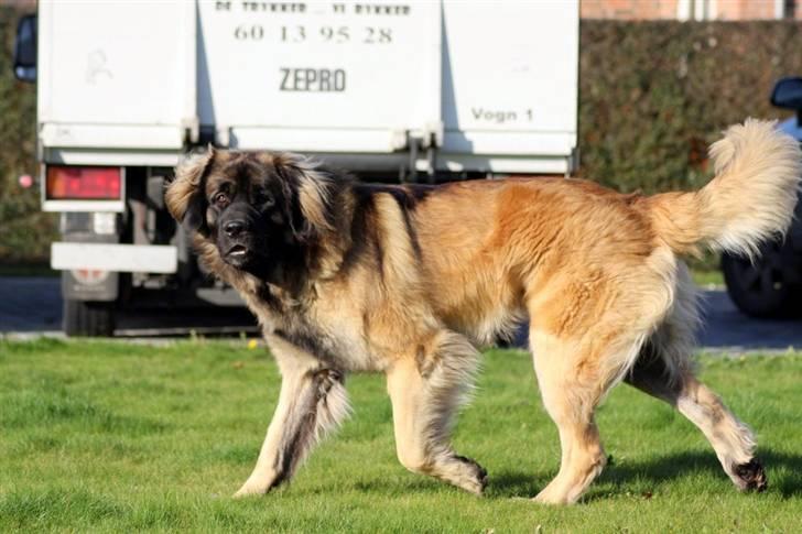 Leonberger Hercules - 07.11.2009  billede 15