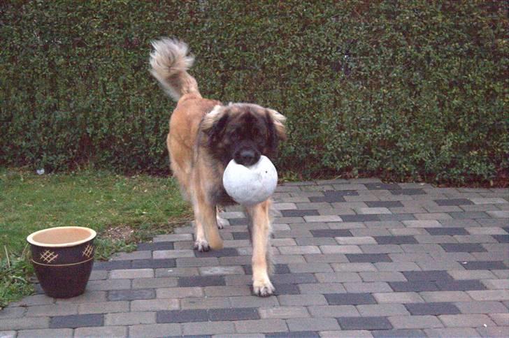 Leonberger Hercules - 06.11.2009 billede 18