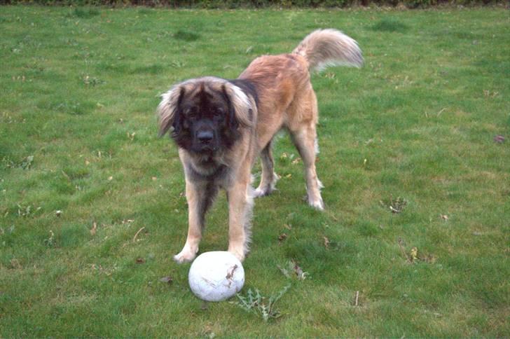 Leonberger Hercules - 06.11.2009 prøv at se om du kan ta den fra mig :D billede 19