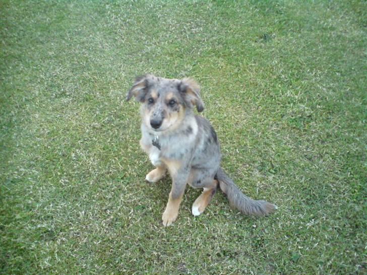 Blanding af racer Idaho billede 2