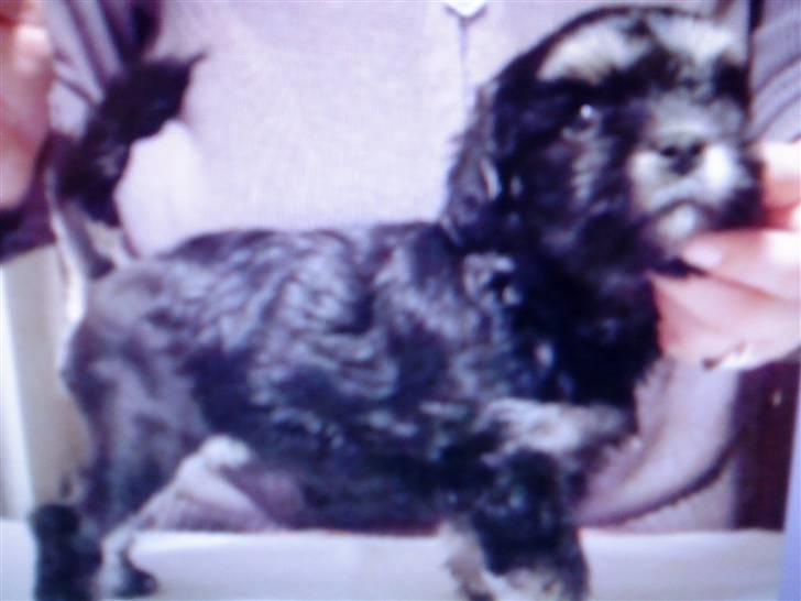 Løwchen Amour - & FORDI HUN BARE ER SMUK billede 1