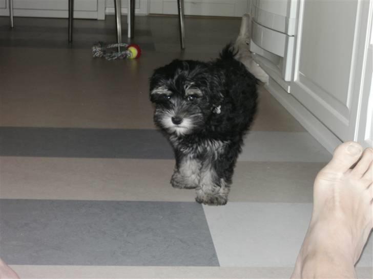 Løwchen Amour - vores lille dygtige pige billede 2