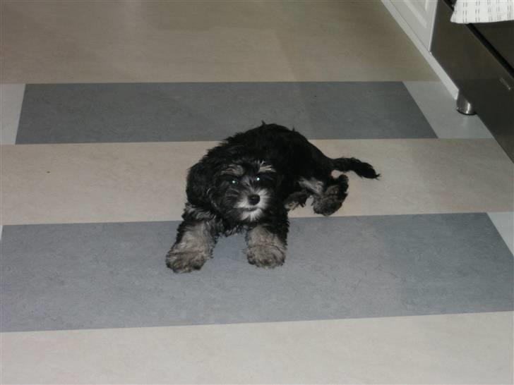 Løwchen Amour - vores lille flade ud pige billede 3