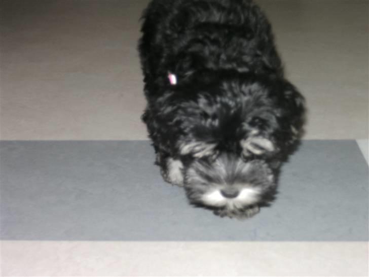 Løwchen Amour - vores lille sovetrold billede 4