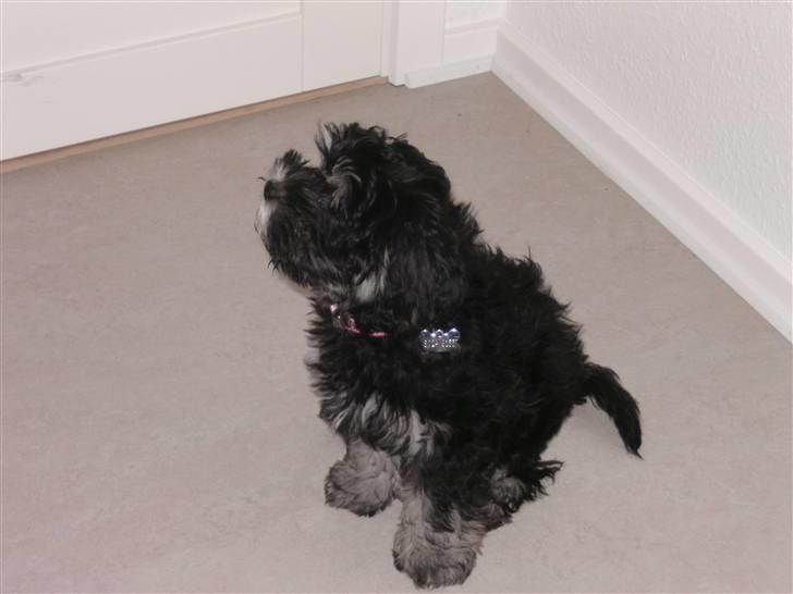 Løwchen Amour - vores lille fotomodel billede 5