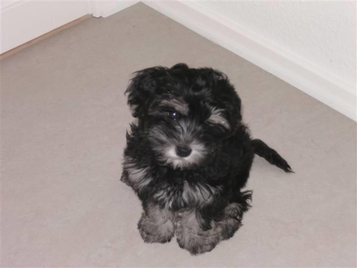 Løwchen Amour - vores lille charmetrold billede 6