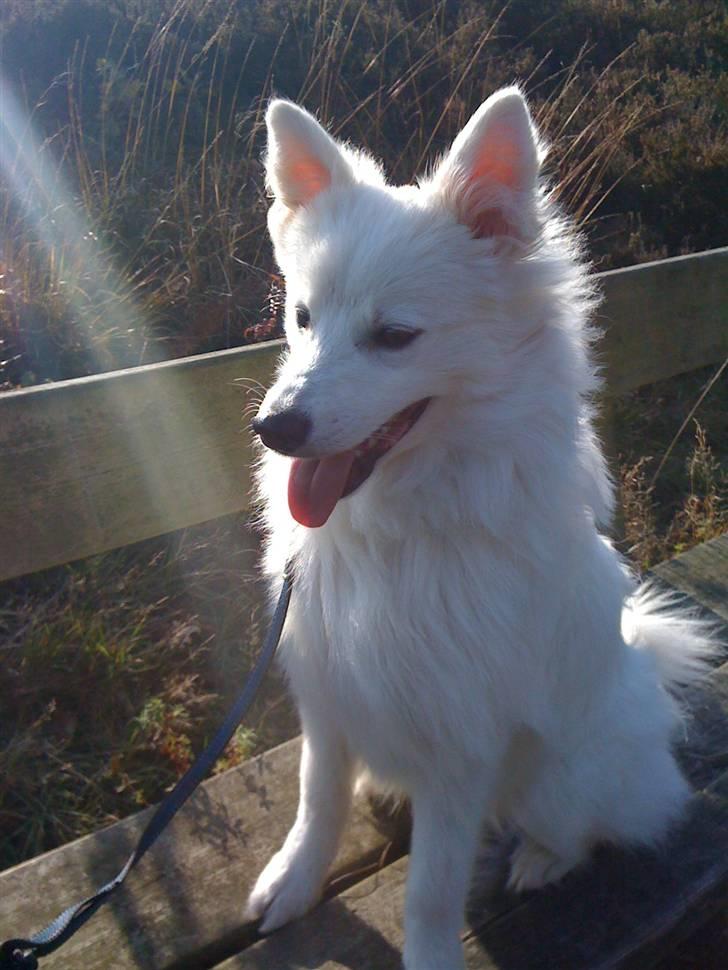 Japansk spids Muffi - Herborg Bakker billede 12