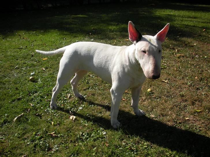 Bullterrier Ea billede 1