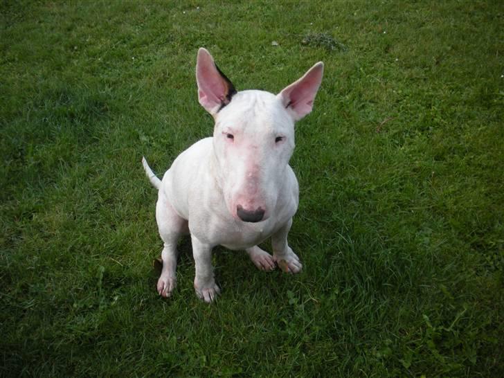 Bullterrier Ea billede 2