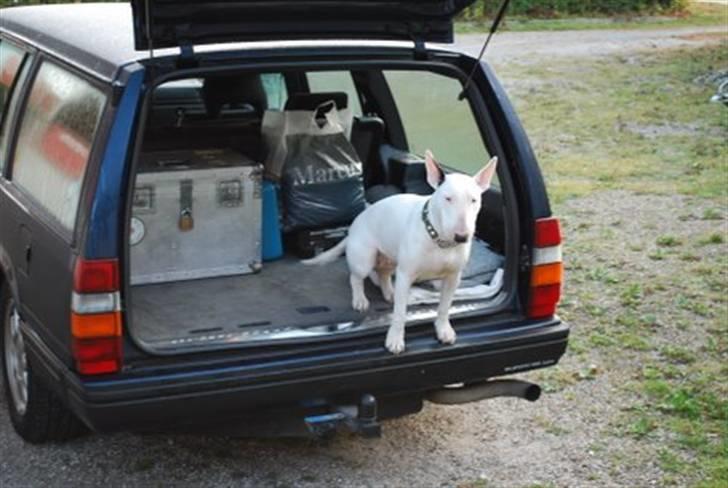 Bullterrier Ea - Ja, her passer jeg så lige på bilen billede 3