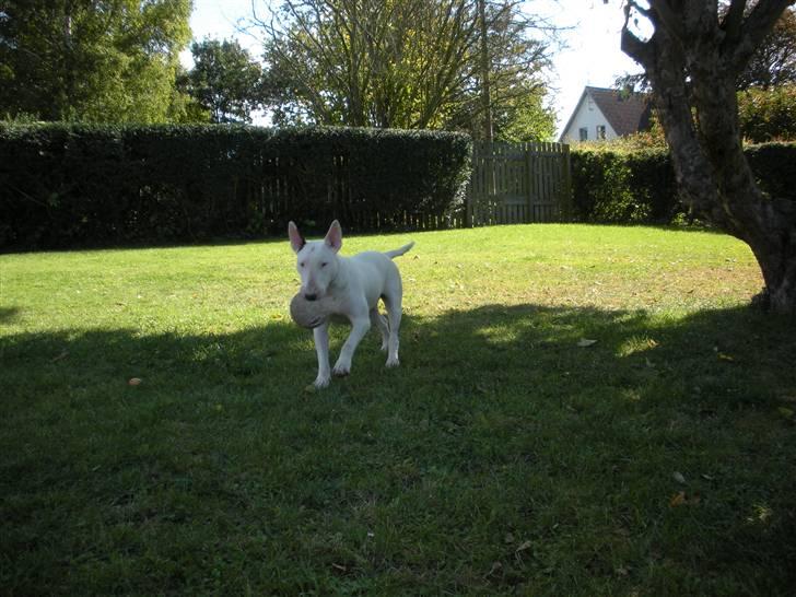 Bullterrier Ea billede 4