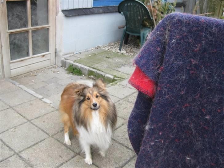 Shetland sheepdog Julle - solgt :( billede 2