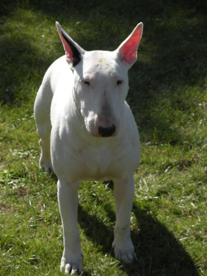 Bullterrier Ea billede 5