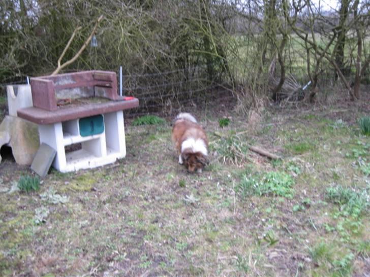 Shetland sheepdog Julle - solgt :( billede 4