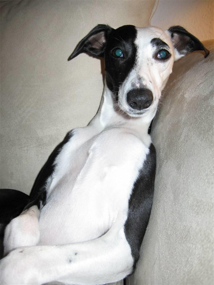 Whippet Abbie - sofa DOG !!   en kold og mørk efterårs aften 2008. billede 3