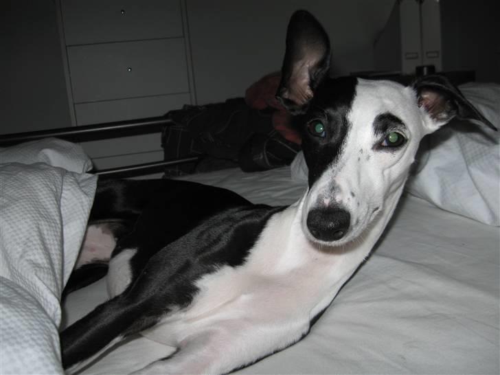 Whippet Abbie - mit YNGLINGES sted;))  2008. billede 4