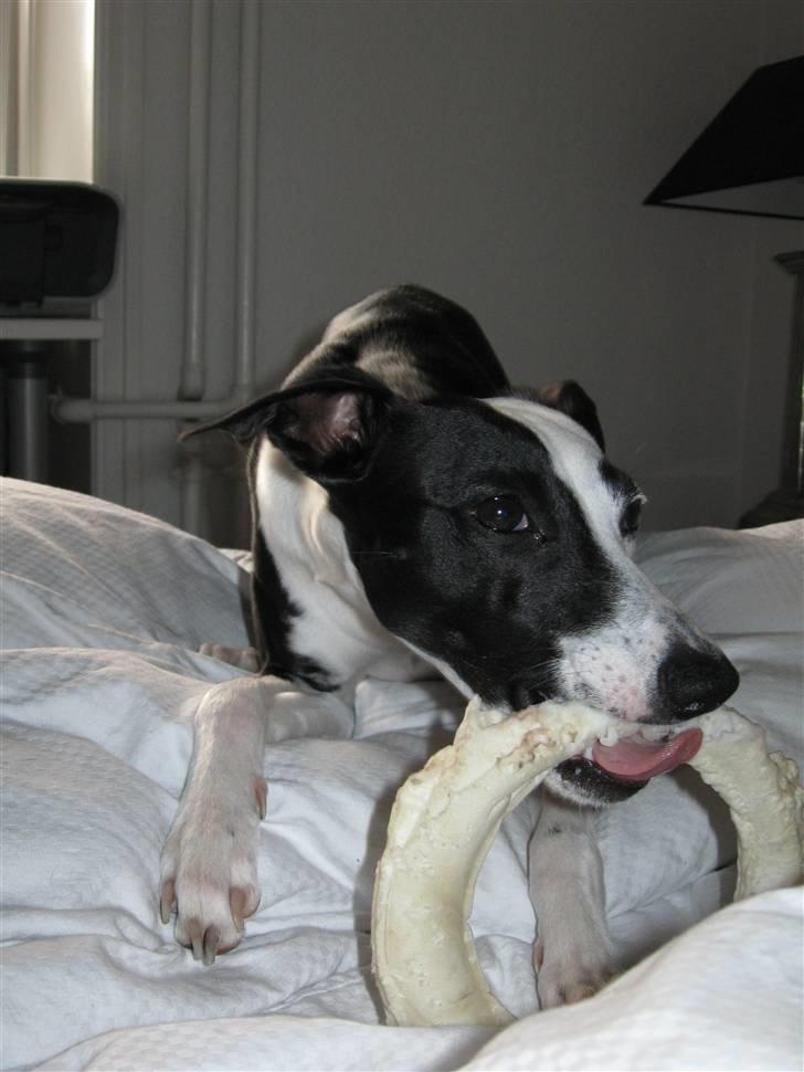 Whippet Abbie - Det bedste jeg ved uhmm Gnask".. Gnask"  billede 5