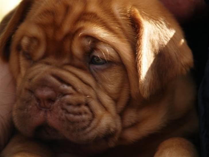 Dogue de bordeaux Esther - Her 4 uger billede 11