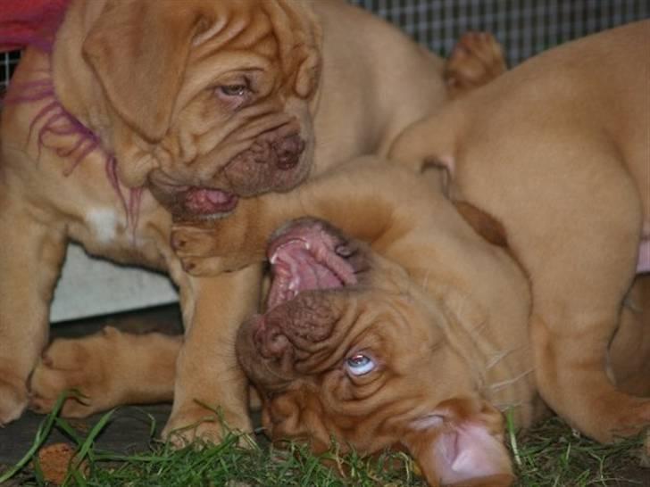 Dogue de bordeaux Esther - Her 6 uger, Esther er den nederste billede 13