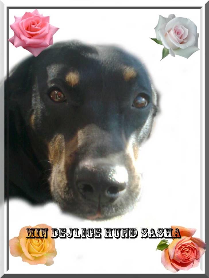 Blanding af racer Sasha - Et billede jeg selv har lavet  billede 1