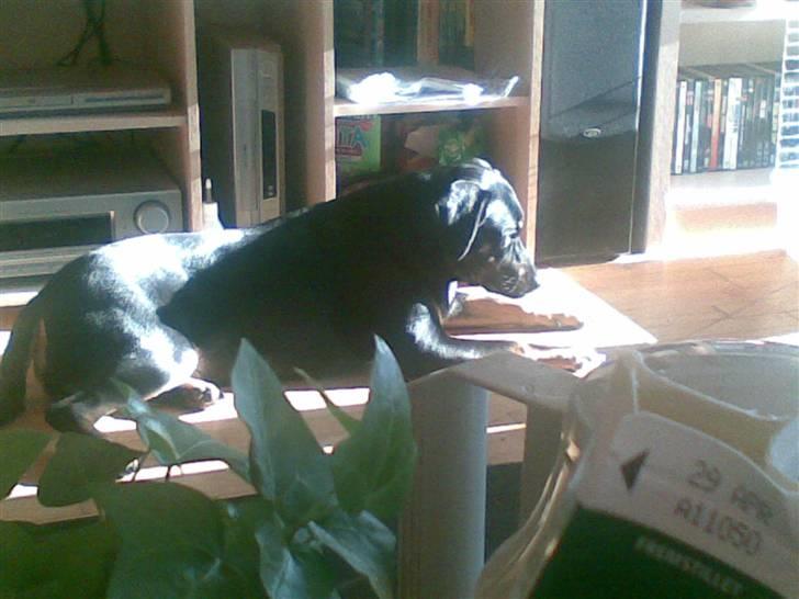 Blanding af racer Sasha - jeg elsker solen billede 2