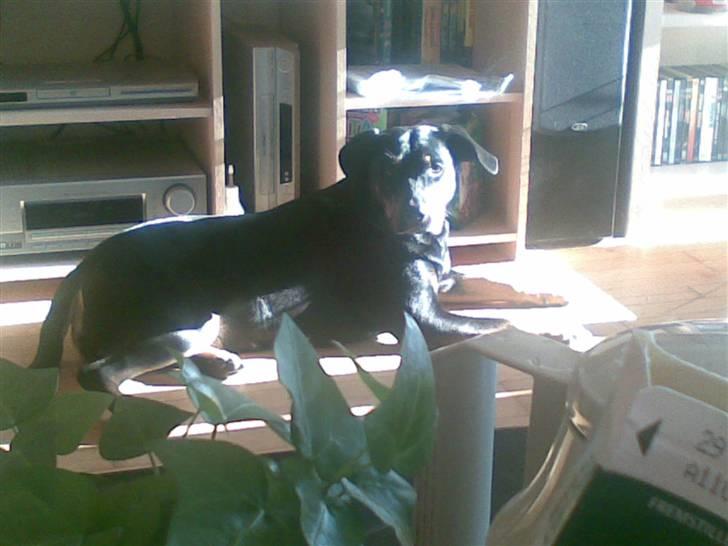 Blanding af racer Sasha - solen skinner på mig billede 3