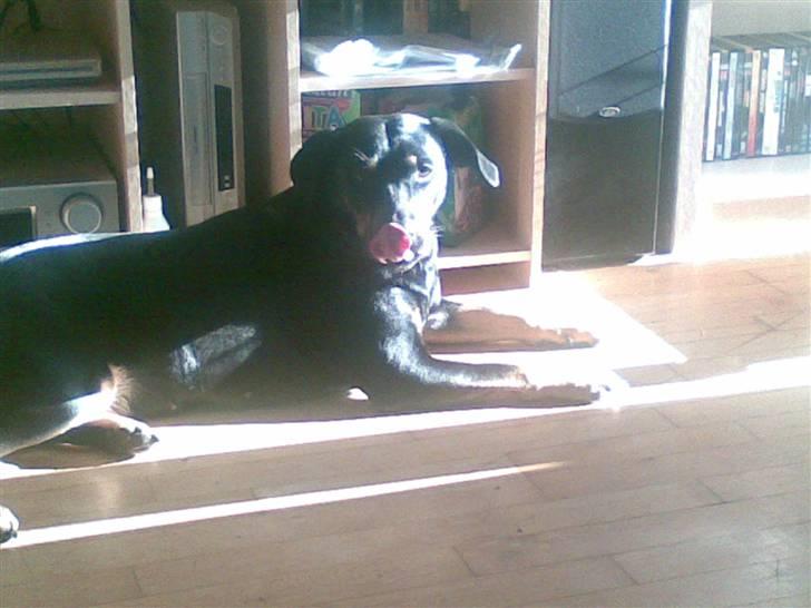 Blanding af racer Sasha - tja solen er her og det er jeg også billede 4