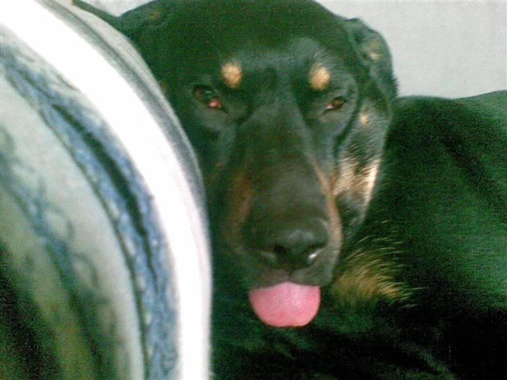 Blanding af racer Sasha - sover tungt med tungen ud af munden så har jeg det best billede 6