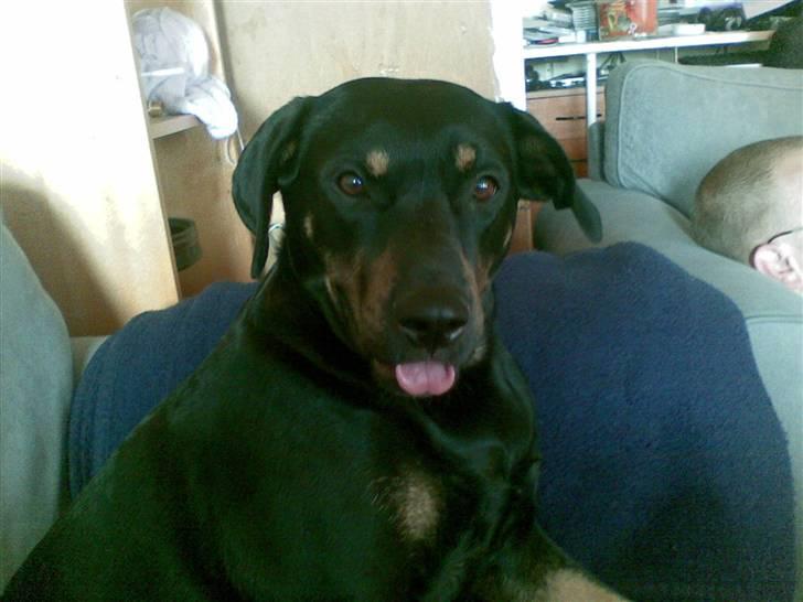 Blanding af racer Sasha - hihi mor se min tunge billede 7