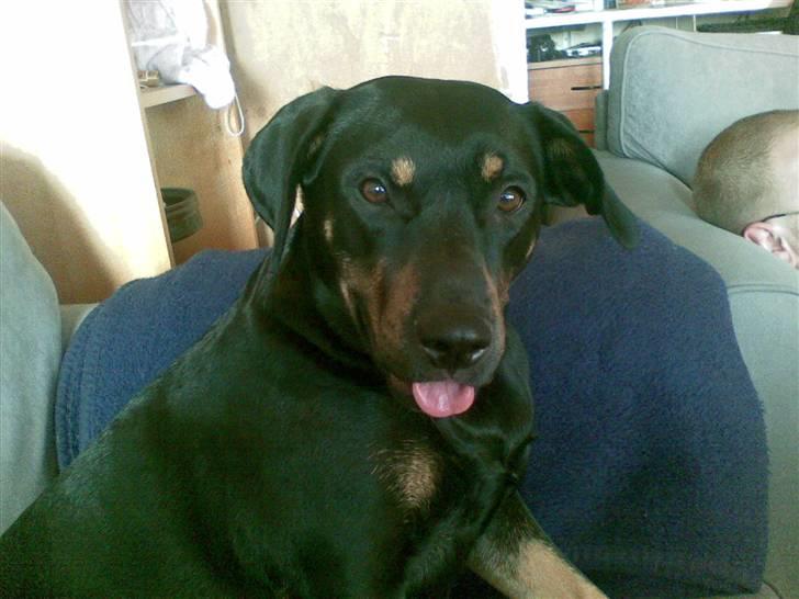 Blanding af racer Sasha - elsker at have tungen ud billede 8